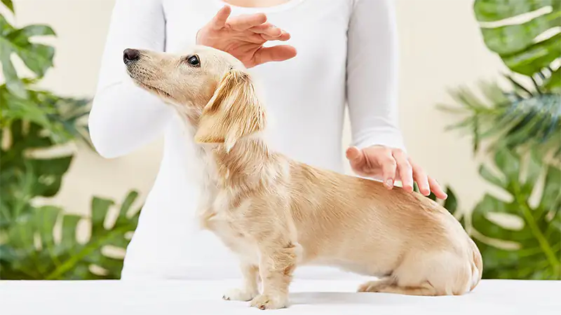 Animal Reiki Healing Choose health and wellness