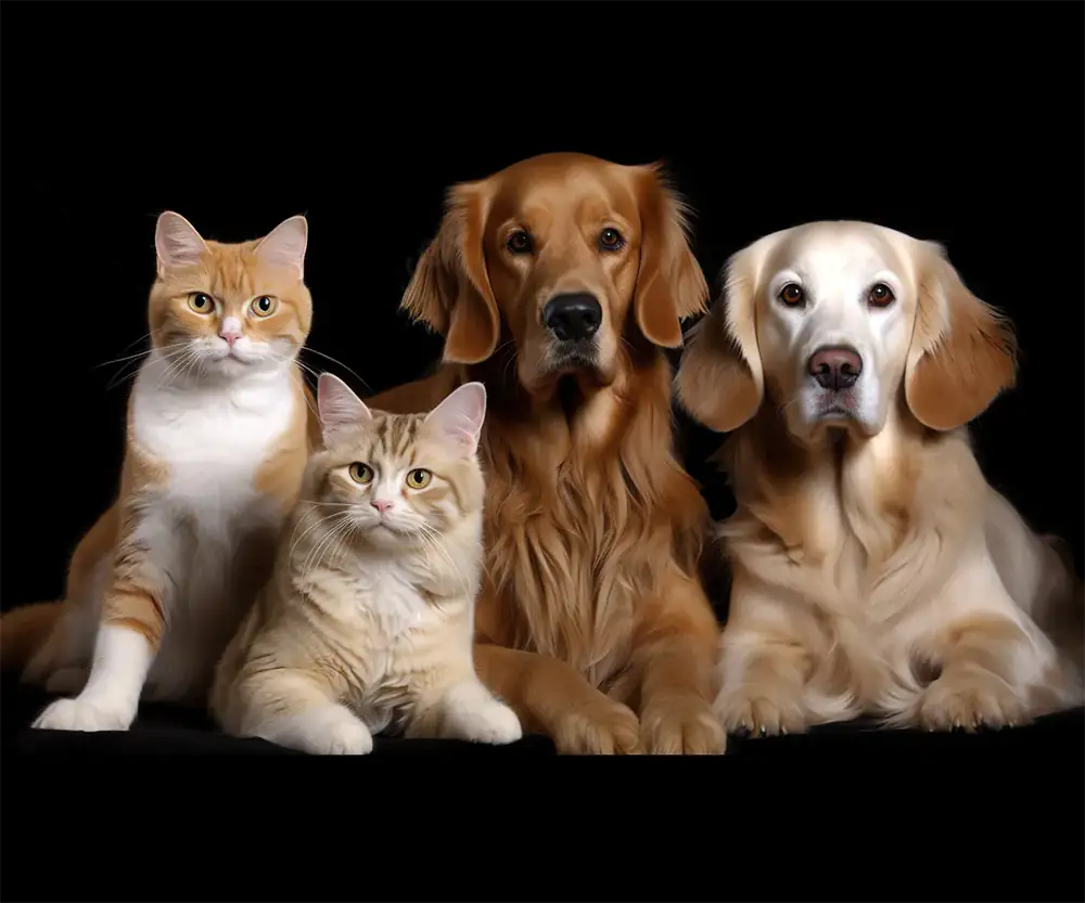 Animal Reiki for All Ages and Conditions