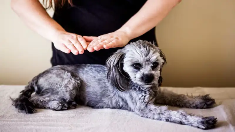 Choose Health and Wellness Animal Reiki Healing Session