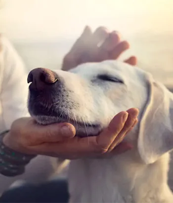 Rebekah Lee Ives Animal Reiki